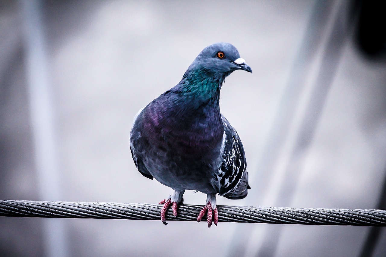 ベランダに鳩よけを作ってみた 実話 Kokoだけの話